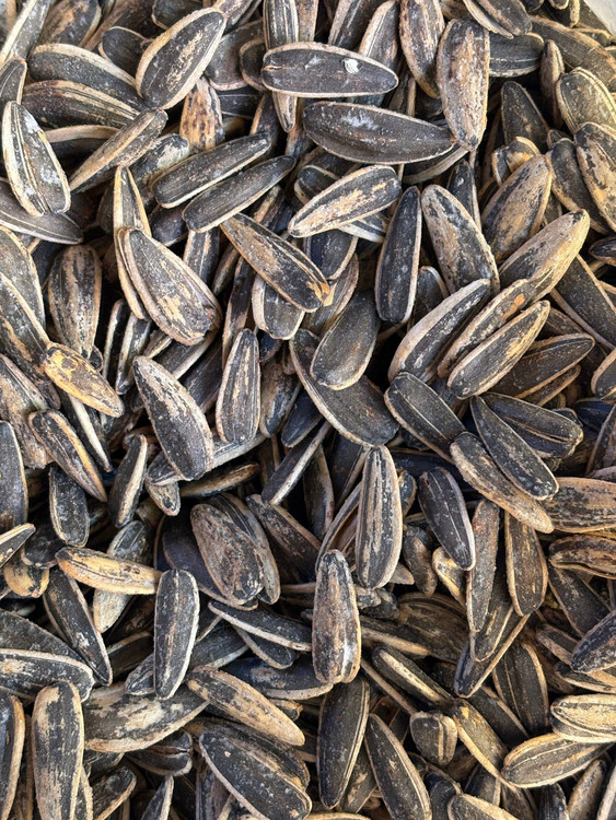 تخمه کانادایی خارجی نمکی لیمویی سایز ۱۷۰ دانه برشته و درشت – خرید از فروشگاه خشایارکو